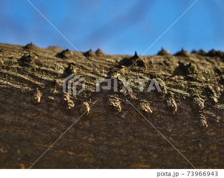 カラスザンショウの横枝をクローズアップ　突起先端のトゲは古くなると落ちる 73966943