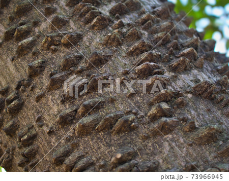 カラスザンショウの樹皮をクローズアップ　突起先端のトゲは古くなると落ちる 73966945