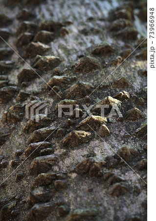 カラスザンショウの樹皮をマクロ撮影　突起先端のトゲは古くなると落ちる 73966948