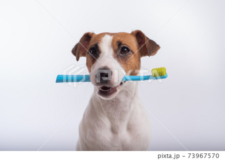 Smart dog jack russell terrier holds a blue toothbrush in his mouth on a white background. Oral hygiene of pets 73967570
