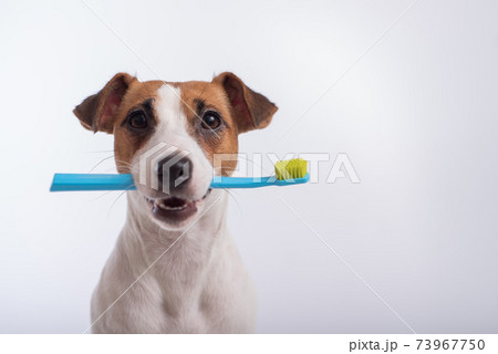 Smart dog jack russell terrier holds a blue toothbrush in his mouth on a white background. Oral hygiene of pets 73967750