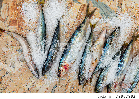 Whole raw organic mackerel fish with sea salt lying on a flat surface Whole raw organic mackerel fish with sea salt lying on a flat surface 73967892