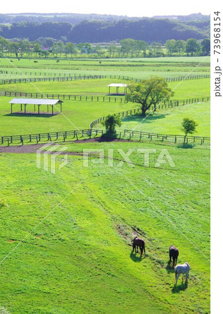 北海道新冠町　サラブレッド銀座駐車公園から見た牧場風景 73968154