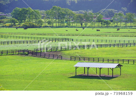 北海道新冠町　サラブレッド銀座駐車公園から見た牧場風景 73968159