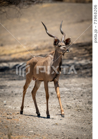 Male greater kudu crosses sunlit rocky ground 73968206