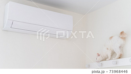 Air conditioning inside the living room. White fluffy cat Kurilian Bobtail scrambles through a mirrored cabinet to the device to cool the air. Climate control indoors. Air conditioning inside the living room. White fluffy cat Kurilian Bobtail scrambles through a mirrored cabinet to the device to cool the air. Climate control indoors. 73968446