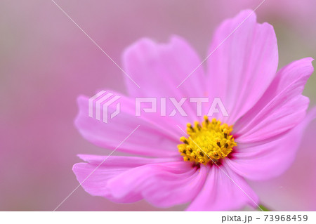 コスモスの花 コスモスの花 73968459