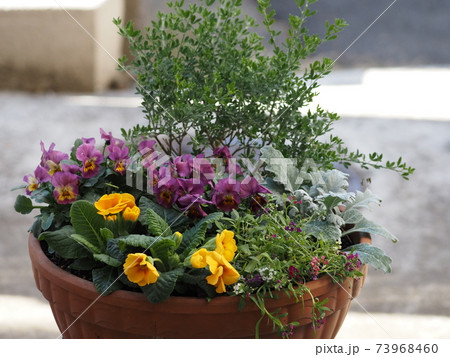 花の寄せ植えプリムラとスミレ」　　 73968460