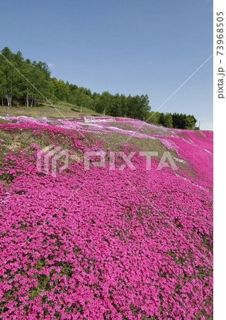 倶知安 芝ざくら庭園 芝ざくらの丘 三島さんの芝ざくら庭園 倶知安 芝ざくら庭園 芝ざくらの丘 三島さんの芝ざくら庭園 73968505