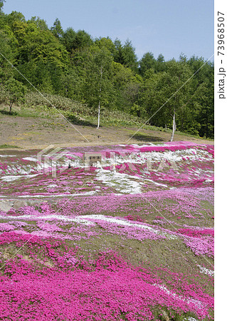 倶知安 芝ざくら庭園 芝ざくらの丘 三島さんの芝ざくら庭園 倶知安 芝ざくら庭園 芝ざくらの丘 三島さんの芝ざくら庭園 73968507