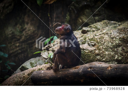 Stump-tailed macaque, a large, furry monkey tricky on the ground. Lives in the tropical forest Stump-tailed macaque, a large, furry monkey tricky on the ground. Lives in the tropical forest 73968928