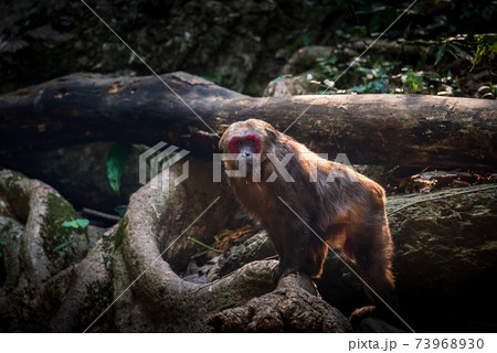 Stump-tailed macaque, a large, furry monkey tricky on the ground. Lives in the tropical forest Stump-tailed macaque, a large, furry monkey tricky on the ground. Lives in the tropical forest 73968930