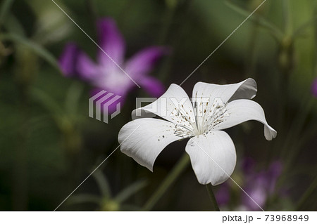 アグロステンマ アグロステンマ 73968949