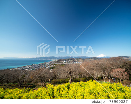 早春の青空　吾妻山公園からの富士山　1月 73969027