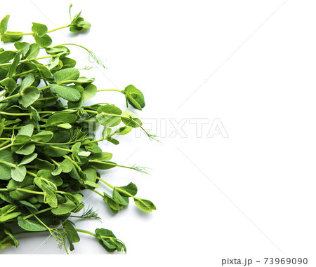 Homegrown pea shoots on a white background Homegrown pea shoots on a white background 73969090