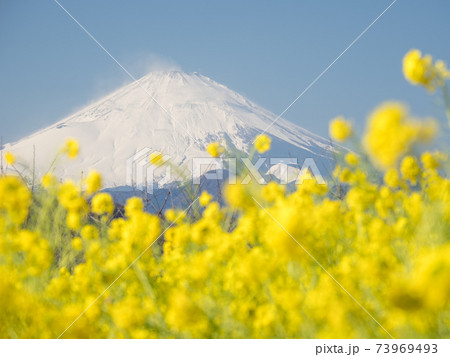 早春の青空 吾妻山公園からの富士山 1月 早春の青空 吾妻山公園からの富士山 1月 73969493