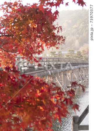 紅葉と早朝の渡月橋 73970377