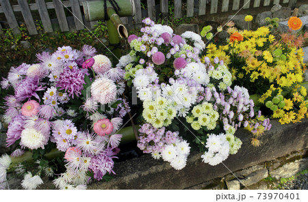 二尊院の大きな花手水 二尊院の大きな花手水 73970401