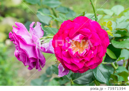 花 フラワー お花 73971394