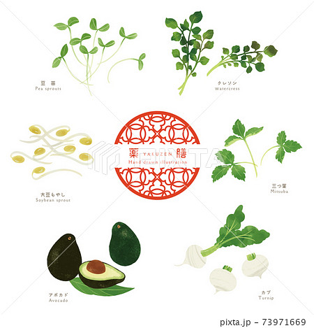 薬膳食材の手描きイラスト/香味野菜 73971669