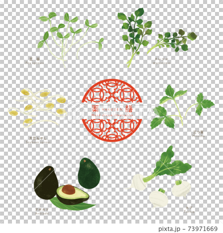 薬膳食材の手描きイラスト/香味野菜 73971669