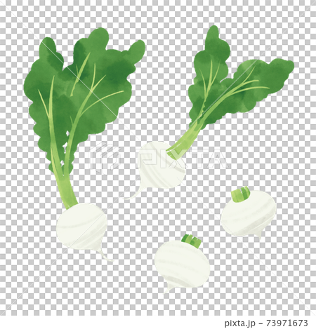 カブの手描きイラスト カブの手描きイラスト 73971673