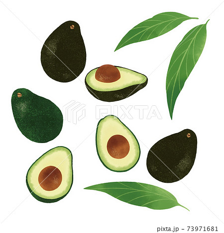 アボカドの手描きイラスト 73971681