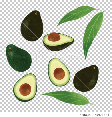 鱷梨手繪插圖 鱷梨手繪插圖 73971681