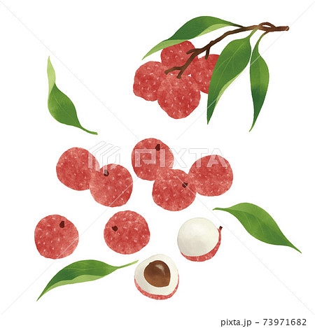 ライチ(レイシ)の手描きイラスト ライチ(レイシ)の手描きイラスト 73971682