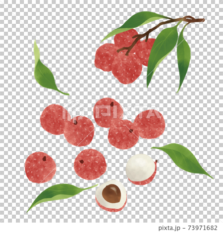 荔枝的手繪插圖 73971682