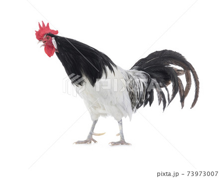 black and white rooster singing isolated on white background 73973007