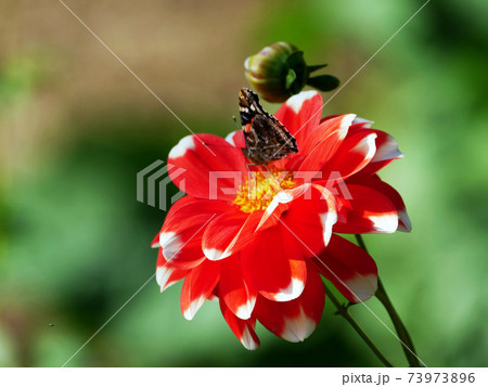 ダリア 赤白 花 蛾 蝶 ダリア 赤白 花 蛾 蝶 73973896