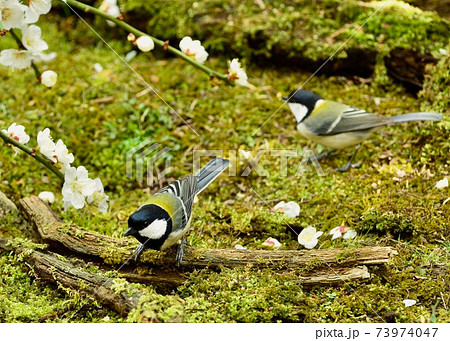 早春の庭で遊ぶシジュウカラ 早春の庭で遊ぶシジュウカラ 73974047