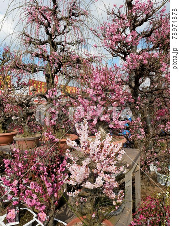 くまもと春の植木市　梅の花木　（熊本市） 73974373