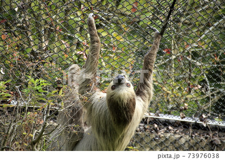 大牟田市　大牟田市動物園　ナマケモノ、 73976038