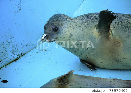 大牟田市 大牟田市動物園 アザラシ の写真素材
