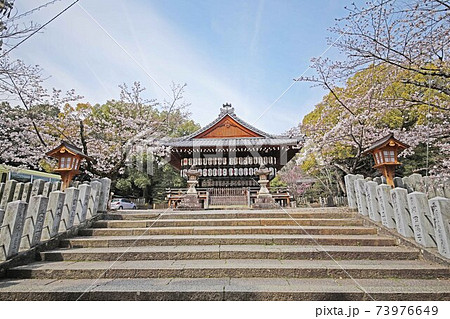 向日神社の春 向日神社の春 73976649