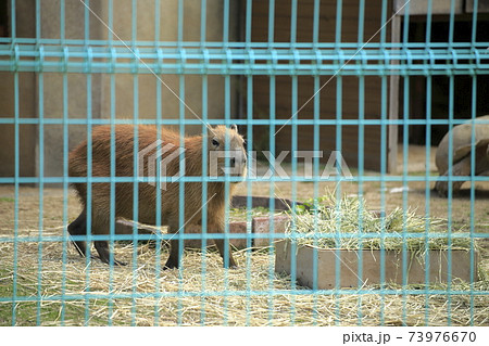 大牟田市 大牟田市動物園 カビバラ、 大牟田市 大牟田市動物園 カビバラ、 73976670