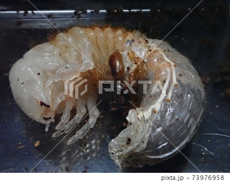 脱皮中のカブトムシの幼虫 73976958