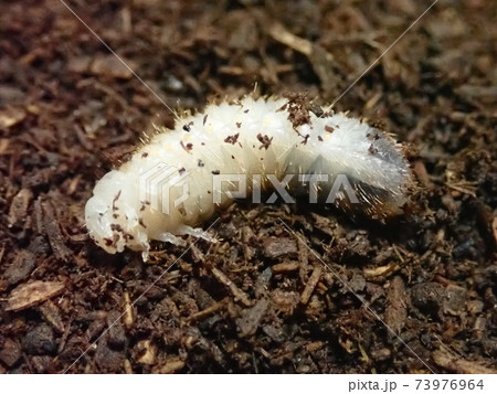 カブトムシの1令幼虫の写真素材