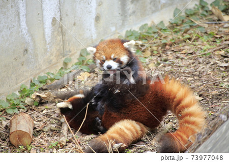 大牟田市　大牟田市動物園　レッサーパンダ、 73977048