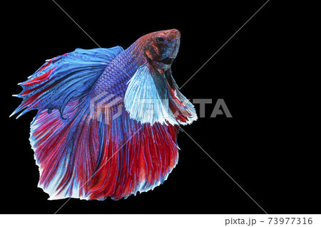 Halfmoon Betta splendens fighting fish in Thailand on isolated black background.  73977316