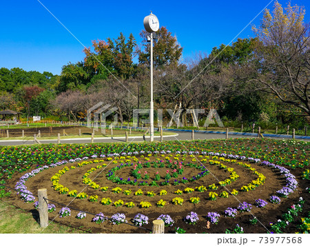 蘆花恒春園の花壇　パンジー 73977568