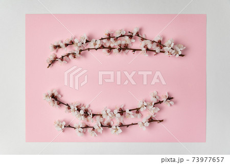 Branches with white blossoms on pink background. Template. Backdrop. Mockup Branches with white blossoms on pink background. Template. Backdrop. Mockup 73977657
