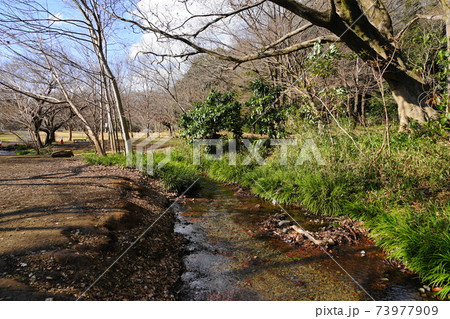 1月　小金井142ハケ･わき水広場と国分寺崖線 73977909
