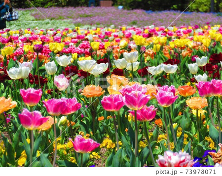 チューリップ チューリップ 73978071