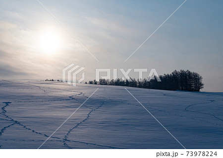 1月美瑛朝陽に照らされた雪原 1月美瑛朝陽に照らされた雪原 73978224