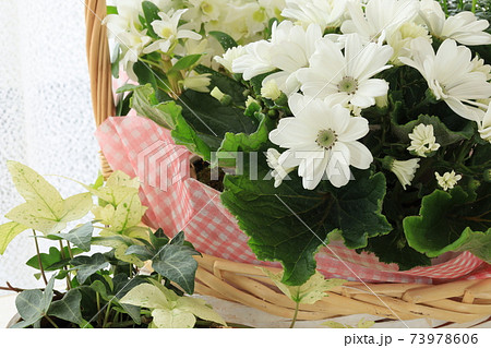 白い花とヘデラの写真素材