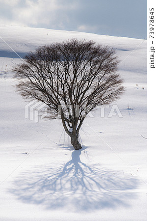 1月美瑛の素敵な一本木の雪影 73978645