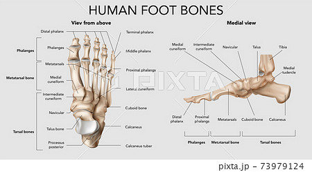 Human Foot Bones Composition Human Foot Bones Composition 73979124